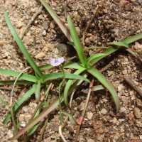 Murdannia simplex (Vahl) Brenan